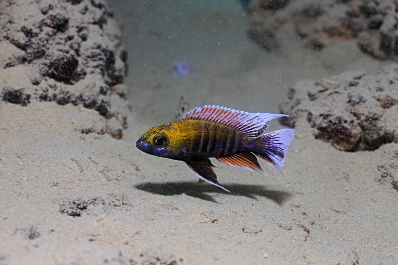 Aulonocara jacobfreibergi 'Otter Point'